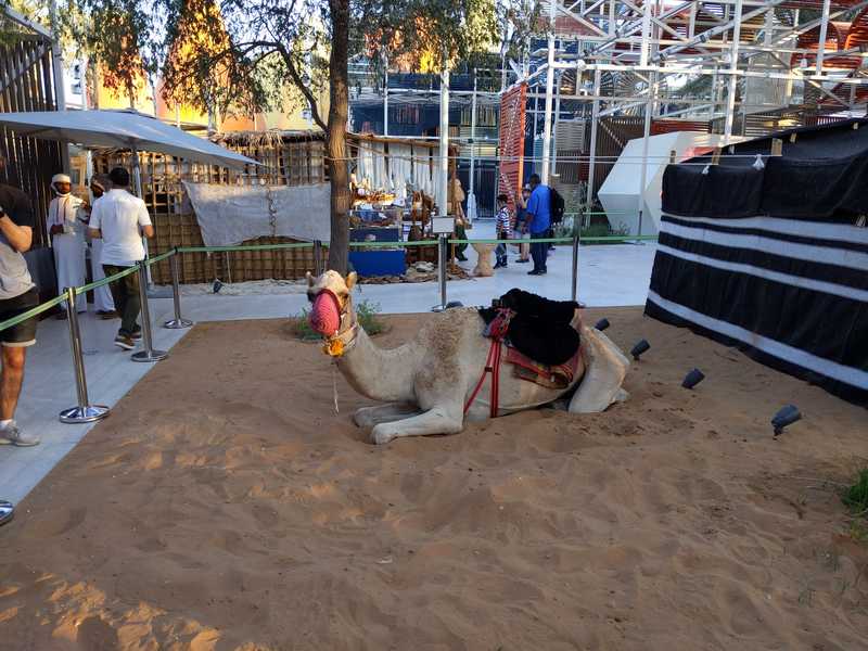 A languid camel at the Sameem craft show.